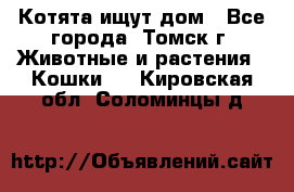 Котята ищут дом - Все города, Томск г. Животные и растения » Кошки   . Кировская обл.,Соломинцы д.